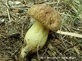 Hemileccinum depilatum-amf292